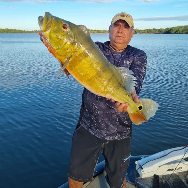 Peacock bass caught on a sport fishing trip